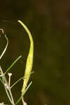 Whorled milkweed